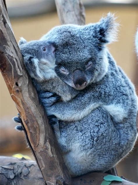 A Baby Koala Bear Hugs Cute Animals Super Cute