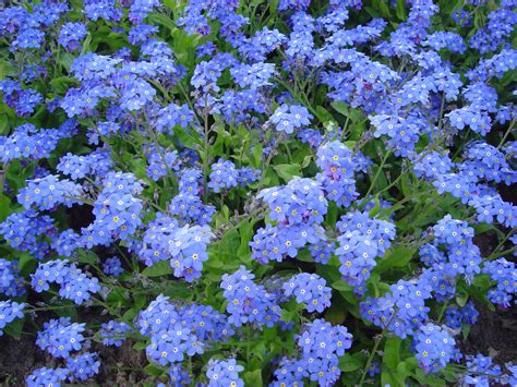 They are scientifically known as myosotis laxa. Forget Me Not Flower Wallpapers Images Photos Pictures ...