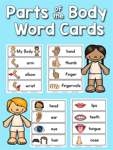 There are twelve pictures at the top of the activity board. Body Parts Picture-Word Cards - PreKinders