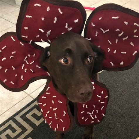 You Can Turn Your Pet Dog Into A Demogorgon Dog With This Handmade