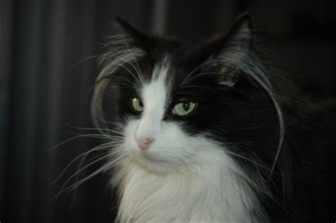 Choosing a cat should never be based on a whim. Norwegian Forest Cat breeders - PoC