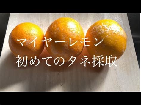 検索するカテゴリーを選択します。 すべてのカテゴリー セール audible・オーディオブック amazon デバイス kindleストア prime video alexaスキル デジタルミュージック android アプリ 本 洋書 ミュージック クラシック dvd tvゲーム. 家庭菜園 マイヤーレモン タネ採取 - YouTube