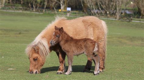 Miniature Ponies How Much Do You Know About Ponies