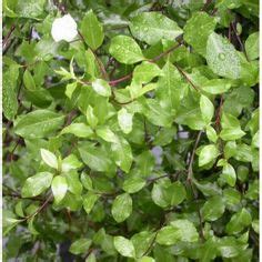 Pittosporum Is A Favourite For Many Australian Gardens Evergreen And