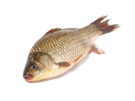 Crucian Carp Fish On White Background Stock Photo Image Of Cutout