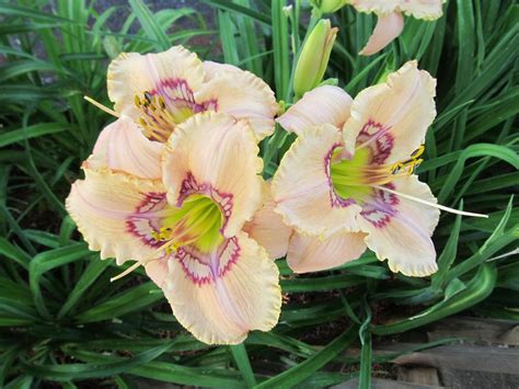 Daylily Of The Day Victorian Garden Heavens Applause In The Plants Of