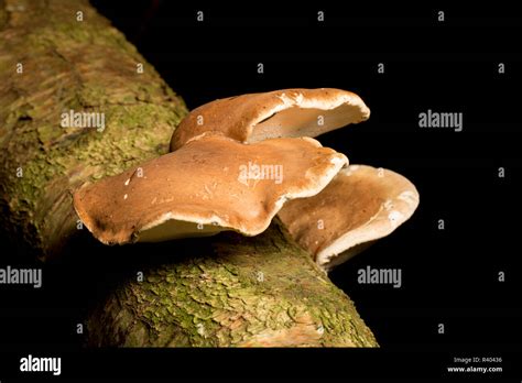 Birch Polypore Or Razorstrop Fungus Piptoporus Betulinus Growing On