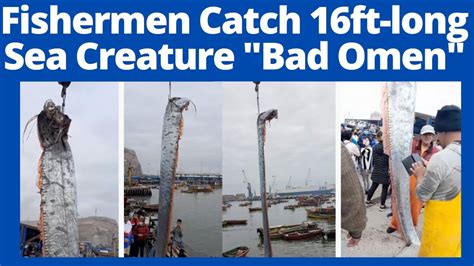 Fishermen Catch Giant 16ft Long Sea Creature Considered An Omen Of
