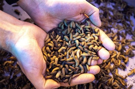 Research Shows Fly Larvae Can Improve Leg Health Poultry World