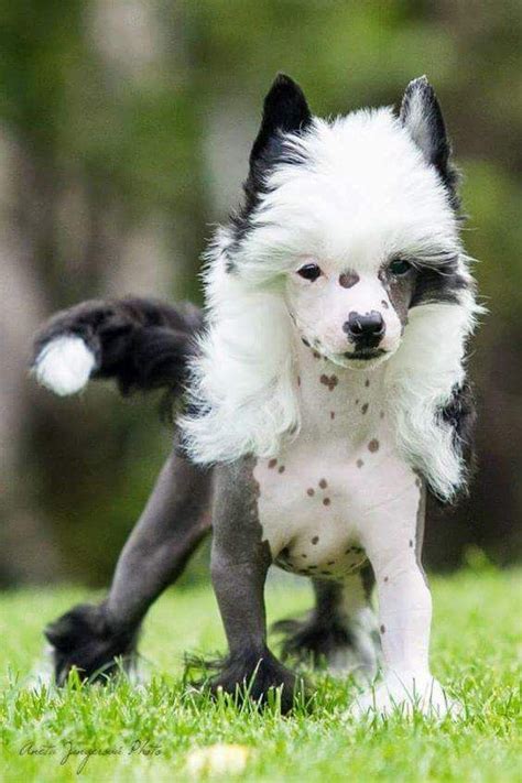 This Chinese Crested Is Too Cute Chinese Crested Dog Chinese