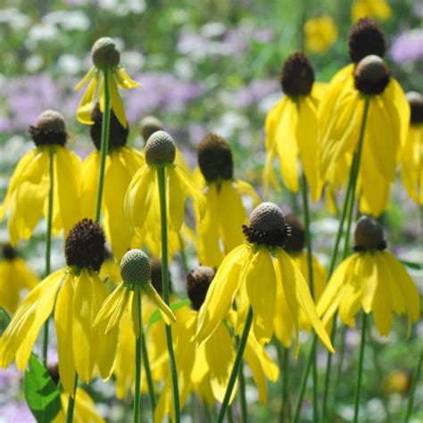 Ratibida Pinnata Yellow Coneflower Keystone Wildflowers