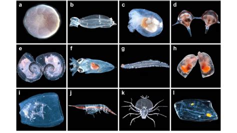Zooplankton ~ Marinebio Conservation Society
