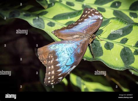 Blue Morpho Butterfly Wing High Resolution Stock Photography And Images