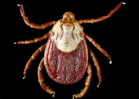Wood Ticks Can Carry Lyme Disease 1 Country Pests
