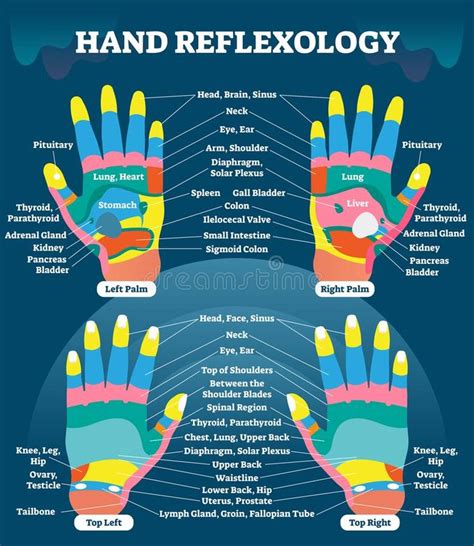 Hand Reflexology Massage Therapy Medical Vector Illustration Chart