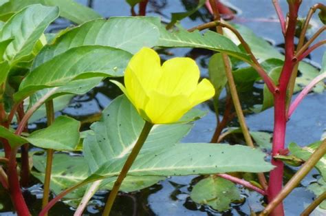 Photo Of The Bloom Of Water Primrose Ludwigia Peploides Posted By