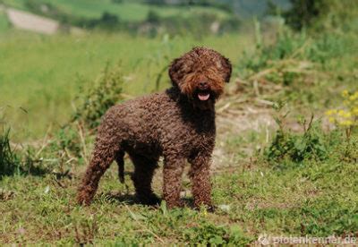 An enlarged, powerful image of the schnauzer. ᐅ Lagotto Romagnolo | Verhalten, Charakter & Haltung des ...