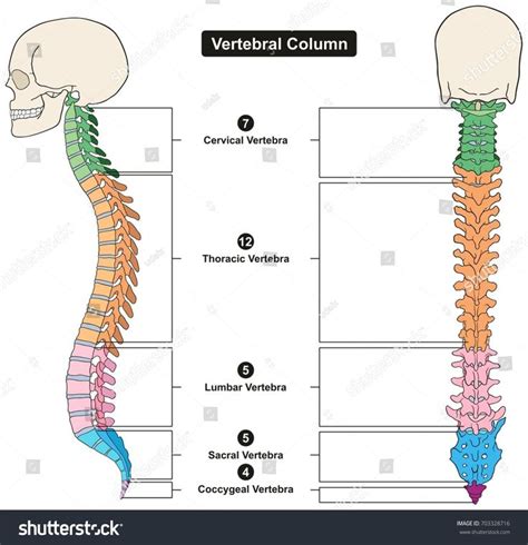 The Vertebral Column And Its Corresponding Bones Are Labeled In This Diagram Stock Photo