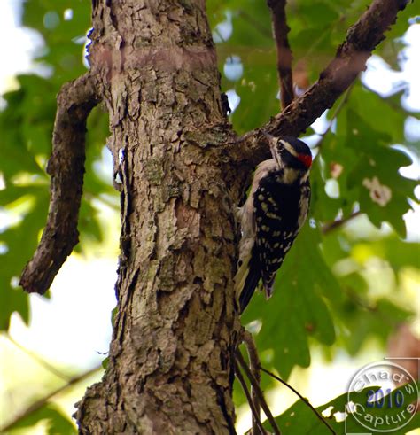 Hairy Woodpecker Chad Horwedel Flickr