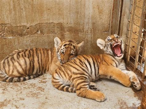 Two Siberian Tiger Cubs Born At Oradea Zoo In Romania Romania Insider