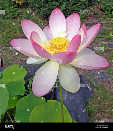 Indian Lotus Nelumbo Nucifera Stock Photo Alamy