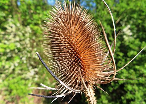 Teasle A Teasel Dipsacus Plant Seen On The Long Time Def Flickr