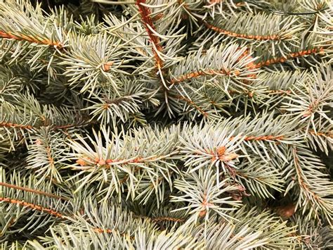 Evergreen Tree With Sharp Needles Stock Photo Image Of Macro