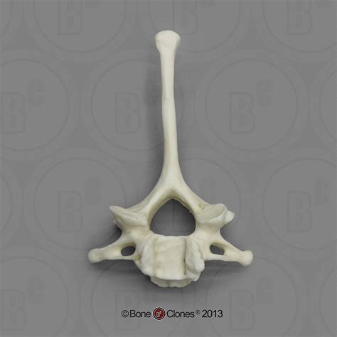 Gorilla Cervical Vertebra Single Bone Clones Inc Osteological