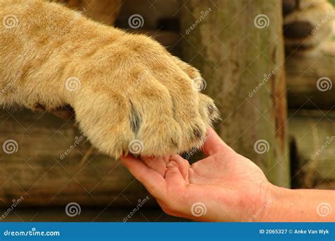 Hand Lion Paw Photos Free And Royalty Free Stock Photos From Dreamstime