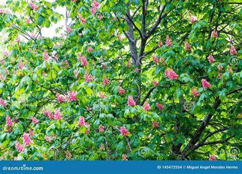 Horse Chestnut With Pink Flowers Stock Photo Image Of Chestnut Tree