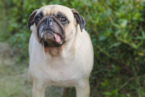 What Causes A Dog To Drool More Than Usual