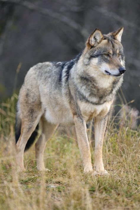 Close Up Of Large Male Grey Wolf Standing In The Forest Stock Photo