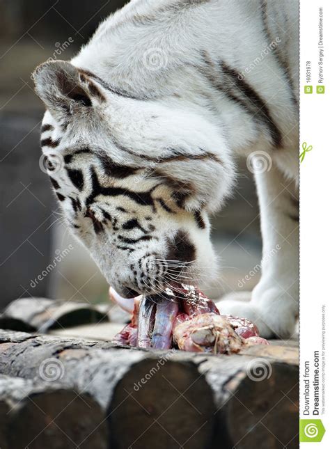 White Tiger Eats Meat Royalty Free Stock Photos Image