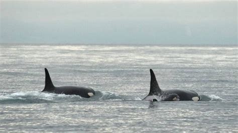 Reports Of More Killer Whales In Nunavut Waters North Cbc News