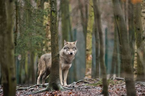 Wolf Nachts In Waldgebiet Bei Dinslaken Gefilmt