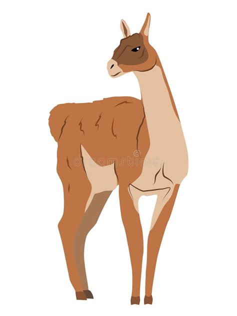 Guanaco Lama Guanicoe Stands With His Head Turned Wild Animals Of