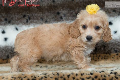 Mandy's cockapoo puppies born on august 30, 2103. Cockapoo puppy for sale near West Palm Beach, Florida ...