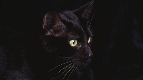48 Free Black Cat Wallpaper