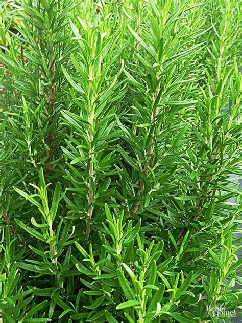 How To Grow Rosemary You Can Use Fresh Or Dried