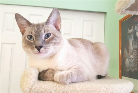 Simba Lynx Point Siamese Lilac Point Cat Colors Siamese Cats