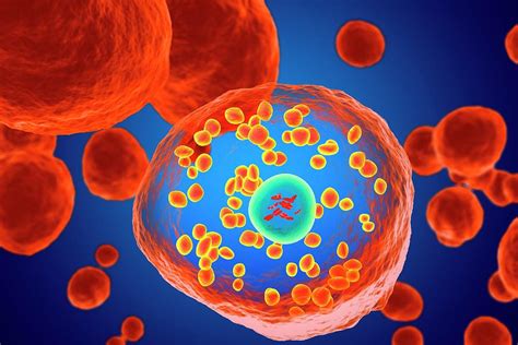 Basophil White Blood Cell Photograph By Roger Harrisscience Photo Library