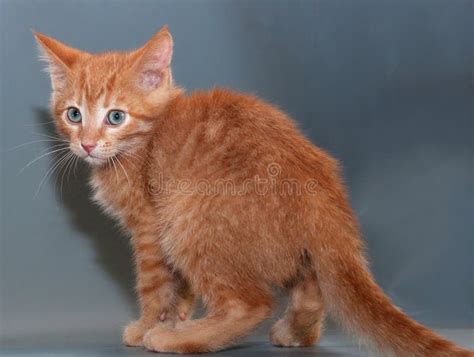 Scared Red Kitten Afraid Outstretched Arms To Him Stock Image Image