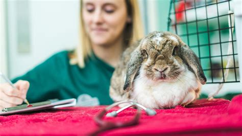 Rabbit Vaccinations And Neutering Somerset Pet Advice Well Pets