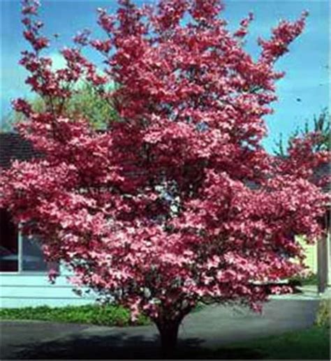 We did not find results for: Red Dogwood - Cornus florida, Bloom April-May, Red fruit ...