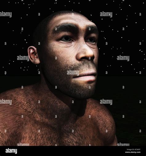 Homo Erectus Stock Photo Alamy
