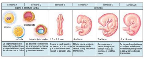Espacio Ciencias Desarrollo Embrionario Humano Tarea Octavo