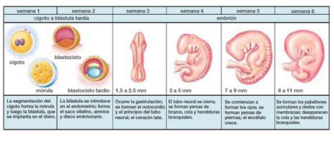 Dibujos De Las Etapas Del Desarrollo Embrionario Kulturaupice