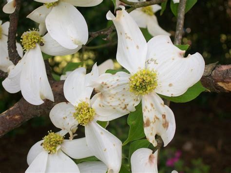 Common Dogwood Problems Pests And Diseases Of Dogwood Trees Dummer