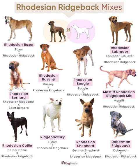 List Of Popular Rhodesian Ridgeback Mixes With Pictures