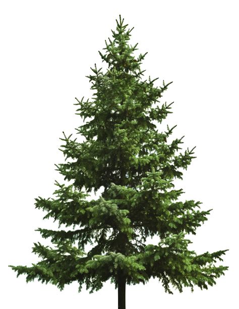 Evergreen Tree Png Free Logo Image